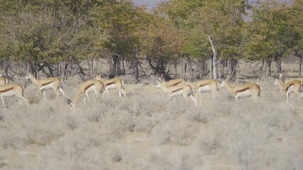 Wall Mural - Deer, antelope or oryx. Wildlife animal in forest field in safari conservative national park in Namibia, South Africa. Natural landscape background.