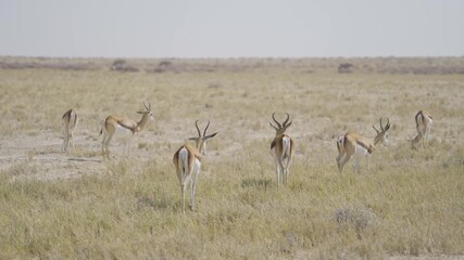 Wall Mural - Deer, antelope or oryx. Wildlife animal in forest field in safari conservative national park in Namibia, South Africa. Natural landscape background.