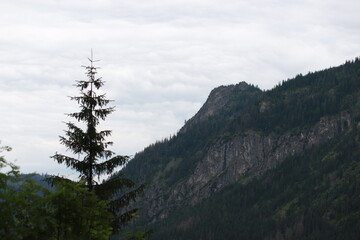 A tall lonely fir tree stands in the mountains against the backdrop of a high rock. Coniferous forest on the mountainside.