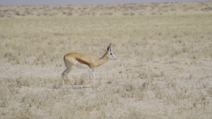 Wall Mural - Deer, antelope or oryx. Wildlife animal in forest field in safari conservative national park in Namibia, South Africa. Natural landscape background.