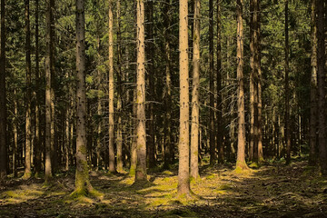 tree trunks in a sSunny pine forest in Ardennes near Saint Hubert, Wallonia, Belgium 