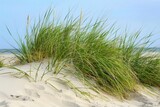 Beach Grasses and Plants on Coastal Sand Dune. Natural Vegetation View Horizontal