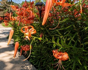 Wall Mural - Tiger Lily blossom hanging out in the front garden by the drive