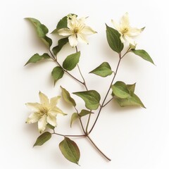 Wall Mural - 3D Illustration of Clematis Flowers on White Background