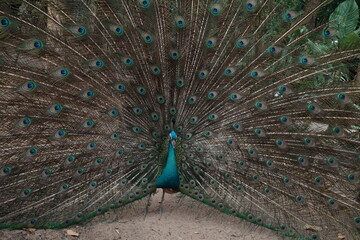 peacock with feathers out