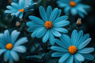 Wall Mural - Single blue daisy flower stands out amongst a field of blue daisies with a shallow depth of field