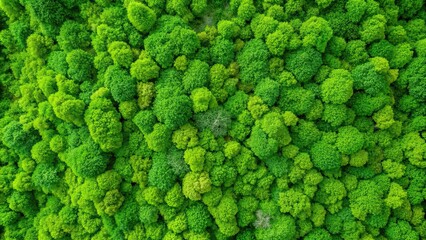 Top view of vibrant green moss for background texture, close up , green, moss, nature, texture, plant, close up, natural