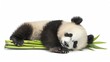 © Sukifli.D - Charming   of a sleepy panda cuddling a bamboo shoot, single object isolated on a white backdrop  Perfect for soft, serene nursery artwork