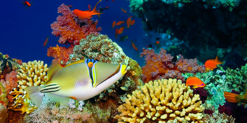 Wall Mural - Assasi Triggerfish, Arabian Picassofish, Rhinecanthus assasi, Reef Building Corals, Coral Reef, Red Sea, Egypt, Africa