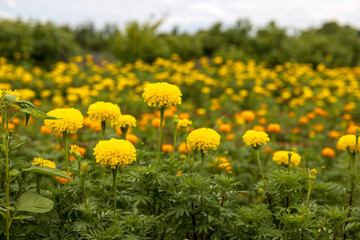 Wall Mural - Scenery of a garden of beautifully blooming yellow marigolds.