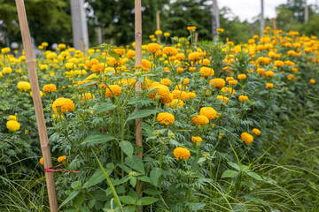 Wall Mural - Scenery of a garden of beautifully blooming yellow marigolds.