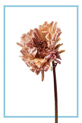 Poster - Blue frame with a dried chrysanthemum flower