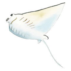 Wall Mural - Watercolor painted manta ray transparent png