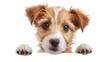© Oksana - Puppy dog holding blank banner isolated on transparent background