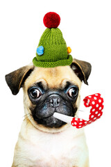 Poster - Party puppy png sticker, cute Pug on transparent background