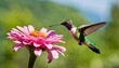 © Artbi - hummingbird bird with pink flower. hummingbirds Fiery-throated Hummingbird, flying next to beautiful bloom flower