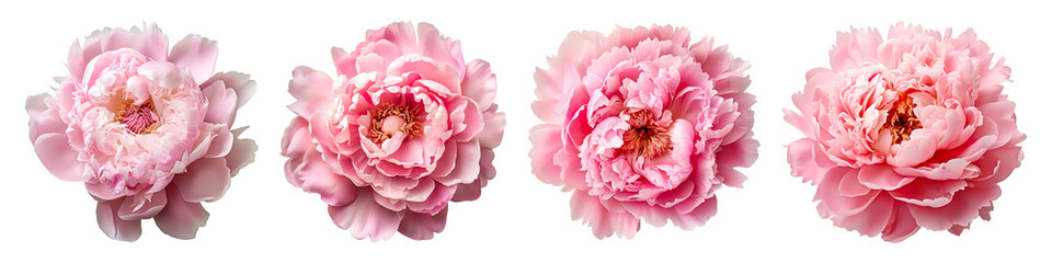 Collection set of peony Flowers isolated on transparent background