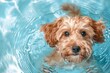 © ArtSpree - Wet apricot poodle in a pool with paws on edge. Close-up pet portrait.. Beautiful simple AI generated image in 4K, unique.