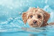© ArtSpree - Underwater funny photo of maltipoo poodle puppy in the pool playing with fun - jumping, diving deep down. Beautiful simple AI generated image in 4K, unique.