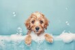 © ArtSpree - Cute dog close-up portrait in the bathroom in shampoo. Grooming and dog care. Copy space image. Place for adding text or design. Beautiful simple AI generated image in 4K, unique.
