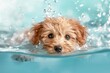 © ArtSpree - Underwater funny photo of brown maltipoo poodle puppy in the pool playing with fun - jumping, diving deep down. Beautiful simple AI generated image in 4K, unique.