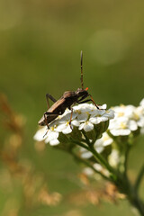 Wall Mural - broad-headed bug on a white flower in the garden. Macro.