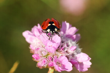 Wall Mural - ladybug on a pink flower, macro photo, nature series