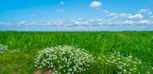 Wall Mural - Corn growing in a green pasture landscape under a blue white cloudy sky in sunlight in summer, Almere, Flevoland, The Netherlands, July 24, 2024