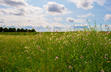 Wall Mural - Wild flowers growing in scenic nature under a blue white cloudy sky in sunlight in summer, Almere, Flevoland, The Netherlands, July 24, 2024