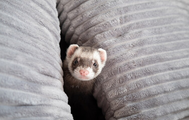 Wall Mural - Ferret play at home care about ferrets