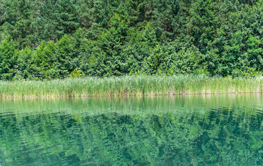 Dense green forest on the shore of crystal clear water of a picturesque lake with reflection