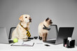 © LIGHTFIELD STUDIOS - dog and a cat are sitting attentively at a desk in a studio setting, showcasing a domestic animal and furry friend concept.