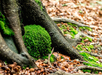 Canvas Print - beech roots with moss..