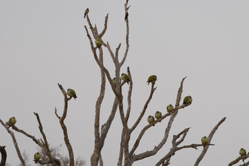 Wall Mural - African green pigeons on a dead tree