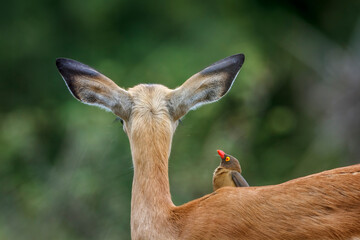 Young Common Impala with oxpecker grooming in Kruger National park, South Africa ; Specie Aepyceros melampus family of Bovidae