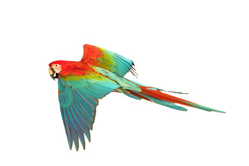 Wall Mural - Colorful flying Green Wing Macaw parrot isolated on transparent background png file