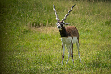 Wall Mural - Adult antelope deer grazing outdoors.