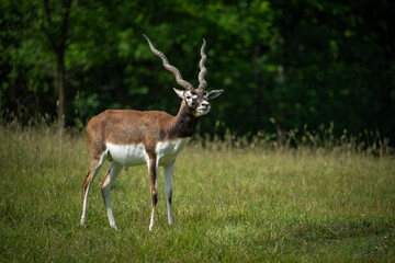 Wall Mural - Adult antelope deer grazing outdoors.