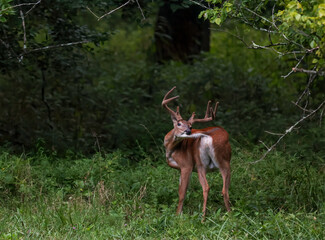 Wall Mural - buck grooming his tail