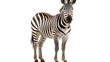 © Muzamil - African Grevys Zebra isolated transparent background.