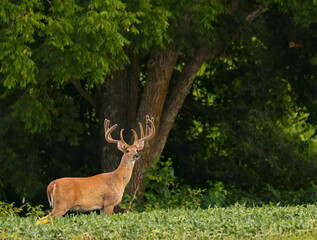Wall Mural - a kentucky monarch enters a field at dusk