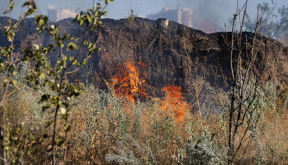 Wall Mural - Forest and steppe fires dry completely destroy the fields and steppes during a severe drought. Disaster brings regular damage to nature and economy of region. Lights field with the harvest of wheat