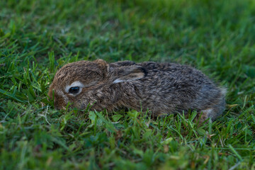 Wall Mural - Young mountain hare in grass