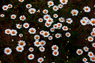 Wall Mural - Chamomiles on a dark background. Camomile field.