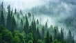 © HPMP Studio - Misty Pine Forest on the Mountain