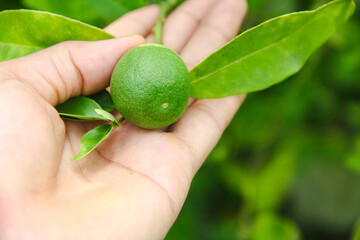 Green lime fruit that is still on its stem and is being held by a man