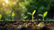 © Janjira - Small green seedlings grow in rich soil under sunlight, representing growth, nature, and new beginnings. Perfect for eco-friendly and agricultural themes.