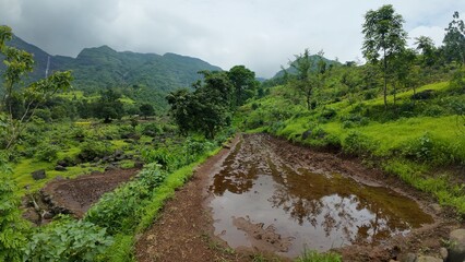 Wall Mural - A muddy path surrounded by small water bodies, lush green meadows, trees, and vegetation under a cloudy sky during monsoon.
