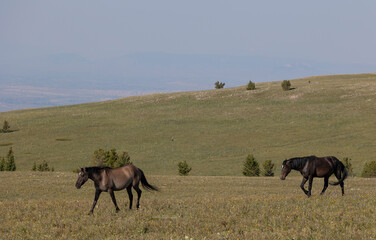 Wall Mural - Wild Horses in Summer in the Pryor Moutnains Montana