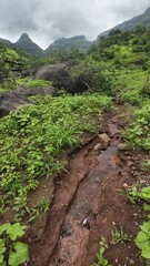 Wall Mural - A tranquil water stream cascades through lush vegetation and rocky ground, set against a cloudy sky and distant hills, with soothing sounds.